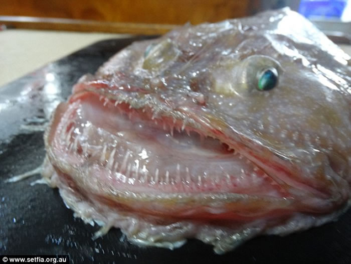 �Ĵ�����������������������㡱