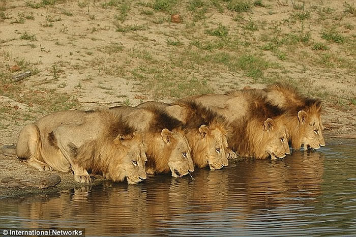 ��Ͳ�Τ������ҹ�԰ʨ����Ŀ����