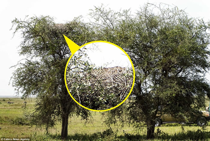 你能找到坦桑尼亚大树上隐藏的花豹吗?