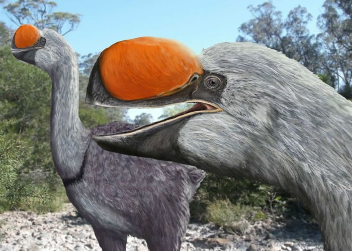 Dromornis murrayiëС򼰴죬ʳࡣ