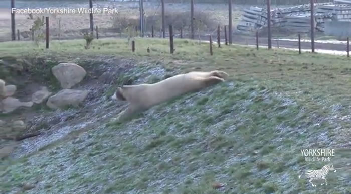 Ӣ��Լ�˿�Ұ������԰�ӵ¹������ı����ܵ�һ�������Ѽ��濪���˵��ö�Ƥ�����ݡ�