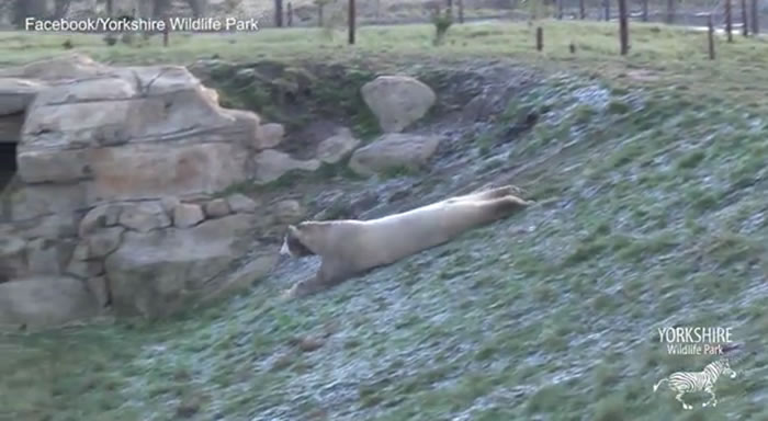 Ӣ��Լ�˿�Ұ������԰�ӵ¹������ı����ܵ�һ�������Ѽ��濪���˵��ö�Ƥ�����ݡ�