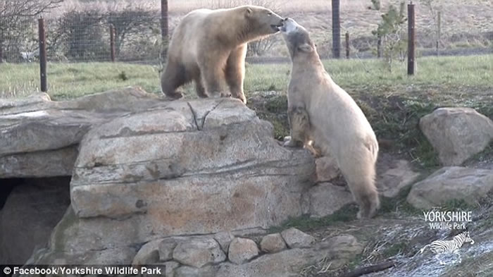 Ӣ��Լ�˿�Ұ������԰�ӵ¹������ı����ܵ�һ�������Ѽ��濪���˵��ö�Ƥ�����ݡ�