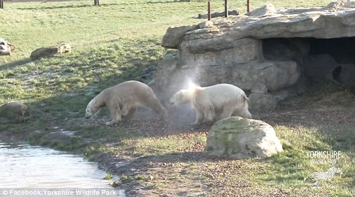 Ӣ��Լ�˿�Ұ������԰�ӵ¹������ı����ܵ�һ�������Ѽ��濪���˵��ö�Ƥ�����ݡ�