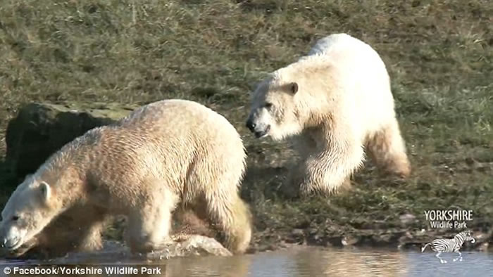 Ӣ��Լ�˿�Ұ������԰�ӵ¹������ı����ܵ�һ�������Ѽ��濪���˵��ö�Ƥ�����ݡ�