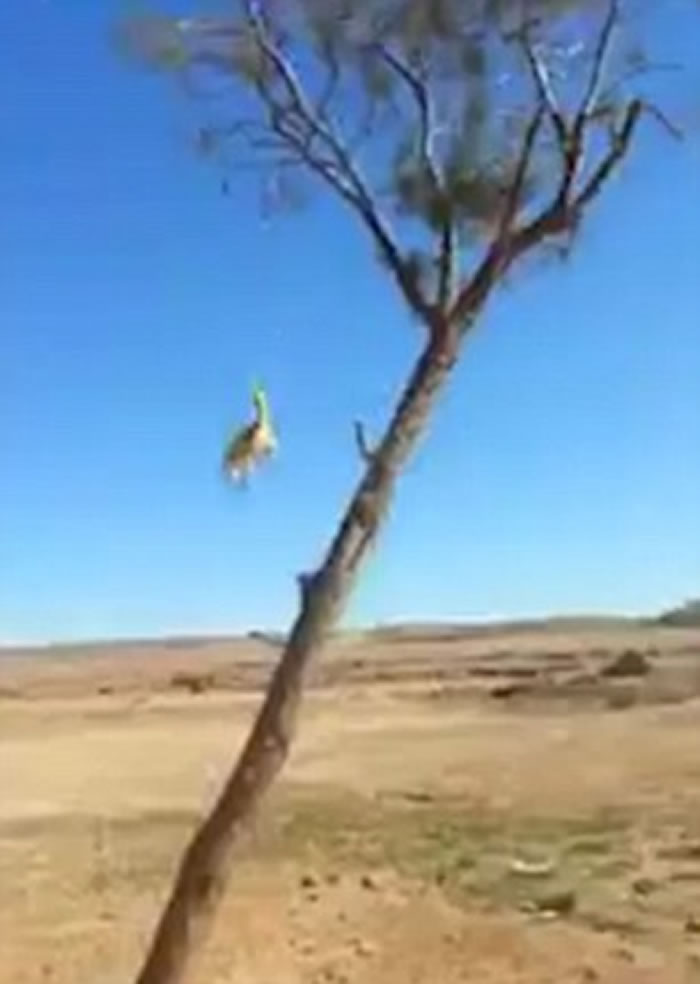 猫猫施展浑身解数,在树上一跃而下。