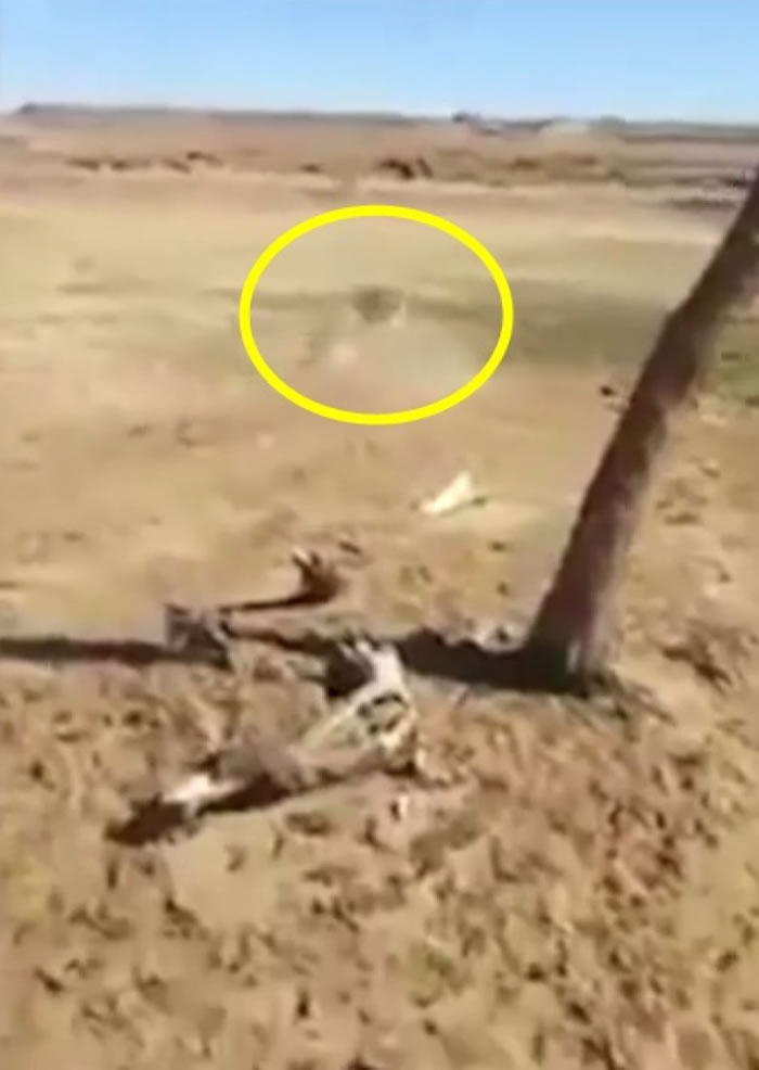 猫狗混战一轮,最后由灵活的猫猫大胜。