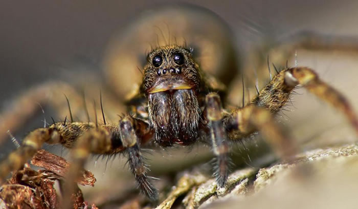 地面上的猎捕行为导致蜘蛛数量的暴涨