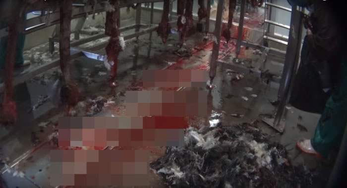 驼鸟被屠宰后,场内一片血腥。