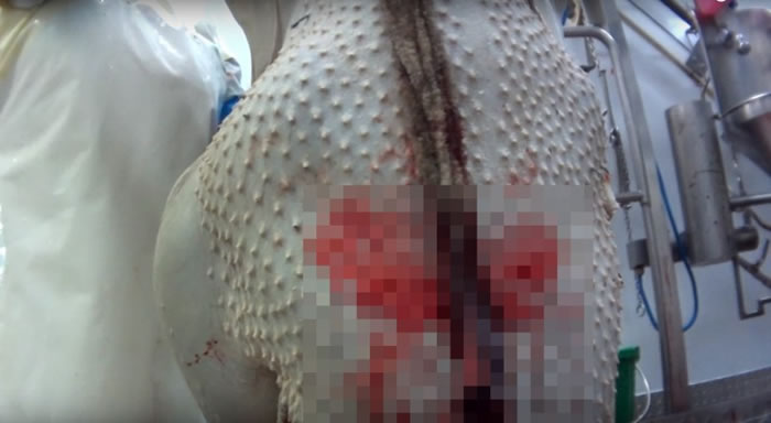 被割喉的驼鸟遭倒吊在架上