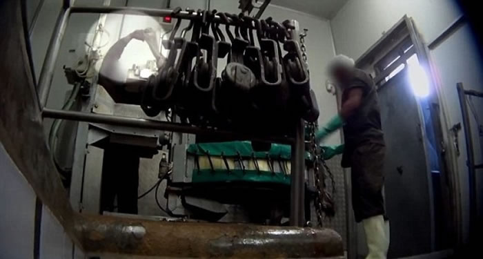 屠宰场内的工作人员会将弄昏的驼鸟割喉。