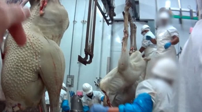 工作人员将驼鸟拔毛、剥皮,取得驼鸟的皮、毛、肉。