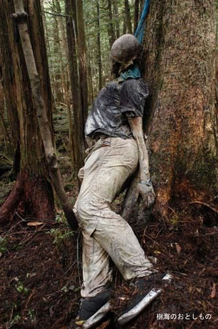 日本富士山脚下“青木原树海”被称为自杀森林,每年都有上百具尸体被发现