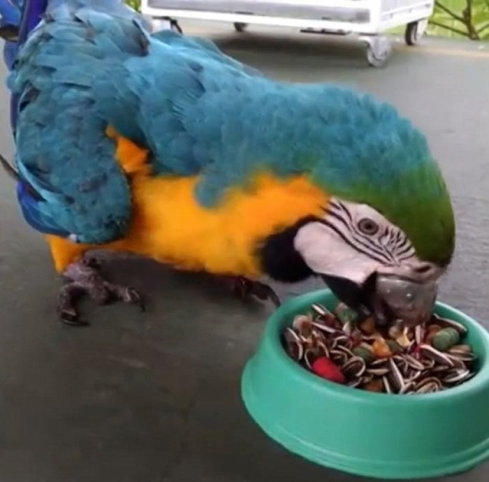 芝芝现已能够进食。