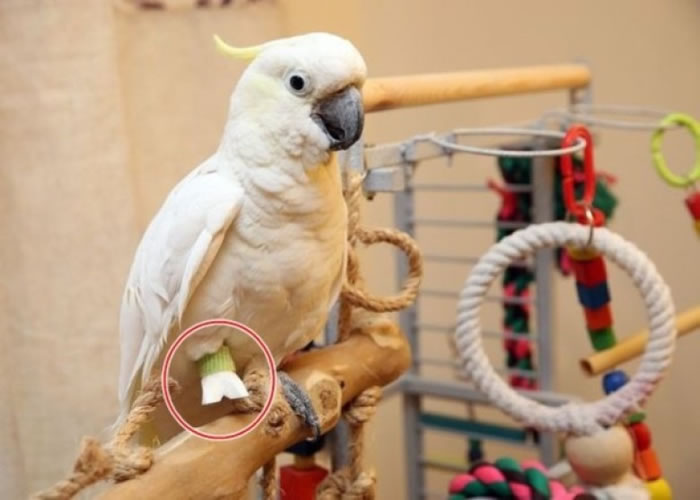 宾先生装上了3D打印制成的塑胶义肢(红圈示)。