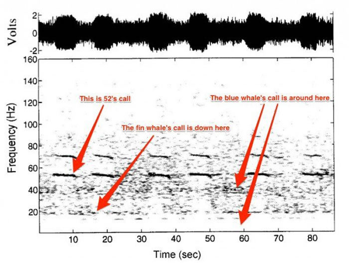 鲸鱼发出的声音频率达到52赫兹