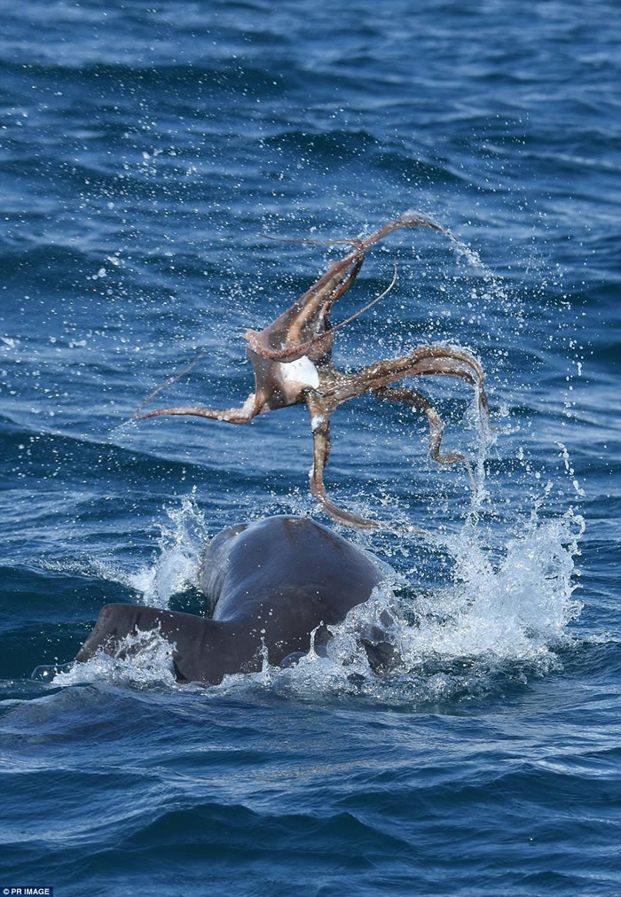澳洲海豚“欺负”章鱼
