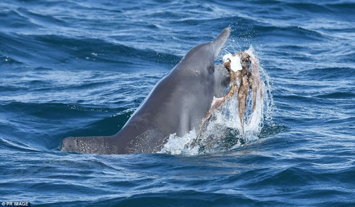 澳洲海豚“欺负”章鱼