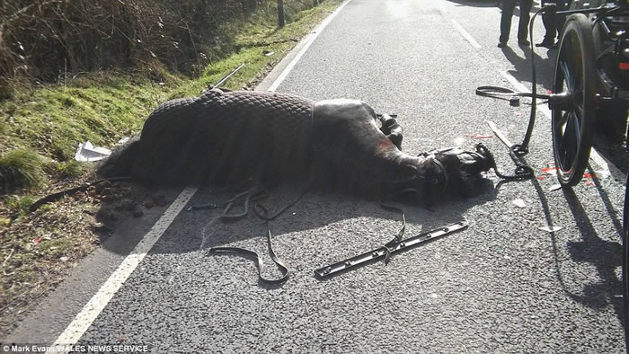 Ӣ��һƥ��������Ͳ��Ÿ������һ��;��Ҳ��ײ��