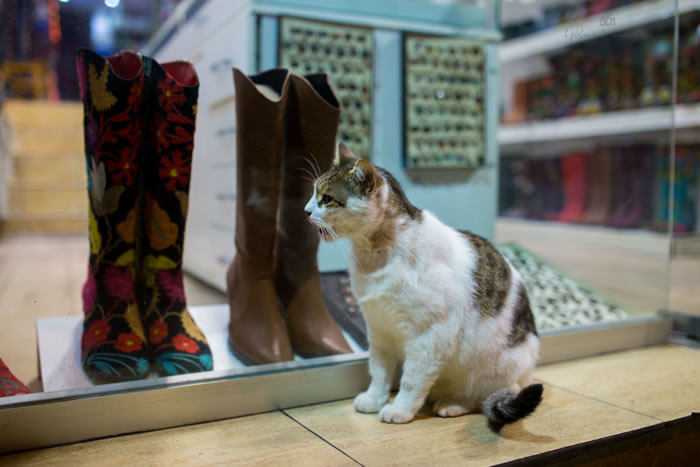 土耳其伊斯坦布尔流浪猫国王般的存在,还能进清真寺一起礼拜