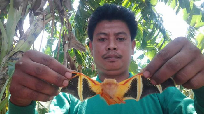 泰国香蕉园濒临绝种的小彩蝠从树上掉下来