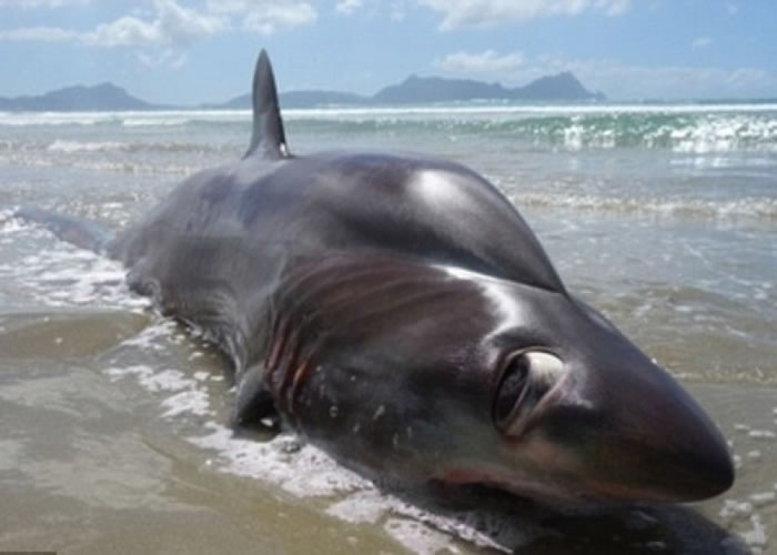 ��������̲��4�׳�����ר����Ϊ�Ǵ��۳�β��