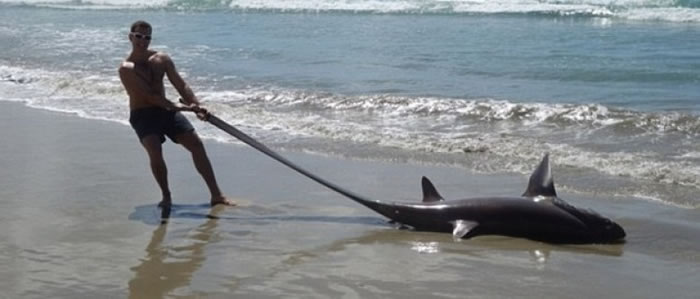 ˹�غ�������ס���۳�β���β�����ա�