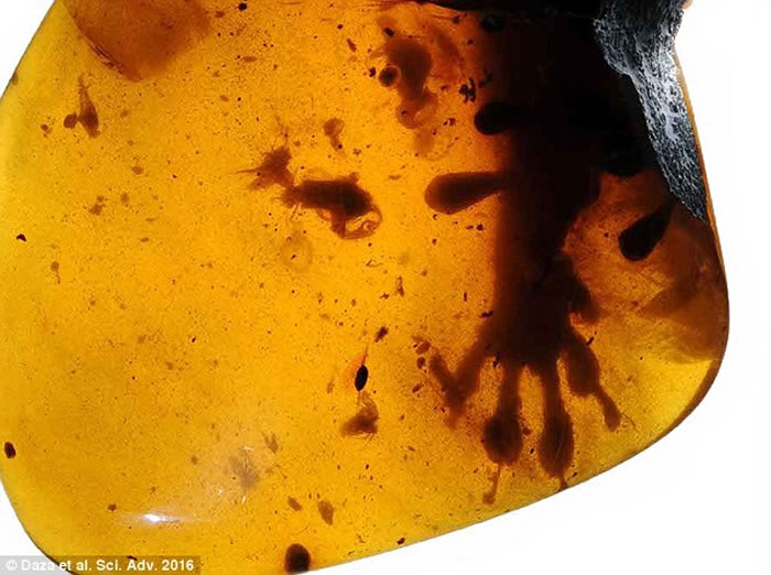 琥珀中的动物可能包括壁虎和变色龙的祖先