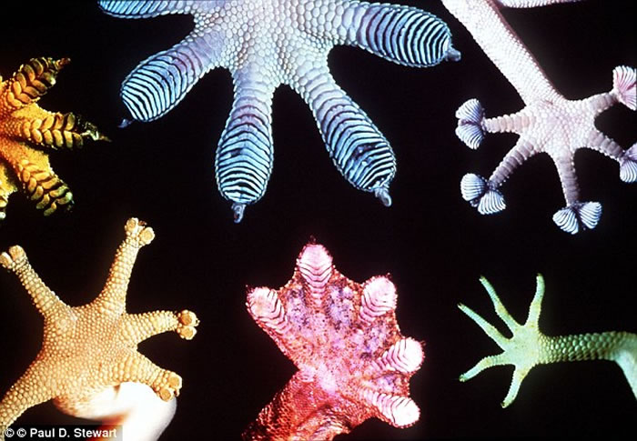 黏性护趾已在这些古代样本中出现,而这表明壁虎攀爬的生活方式要比此前认为的更早进化出来。