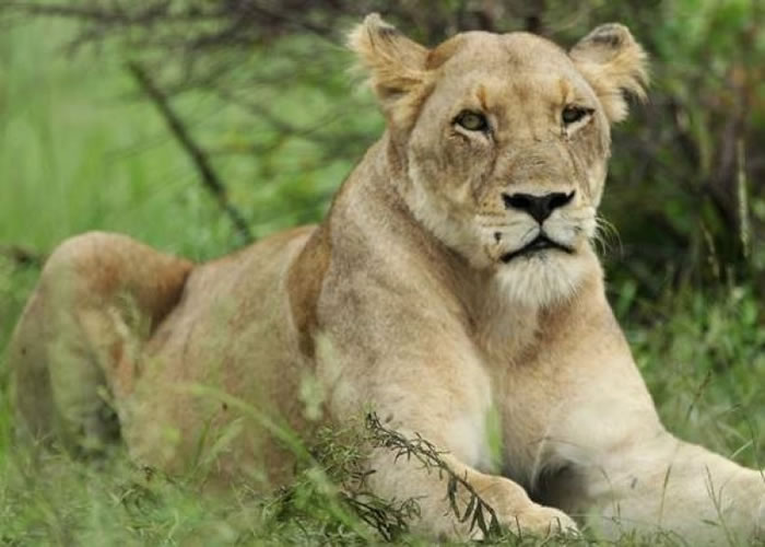 ʨ�ӳԹ��ж���ʬ��������