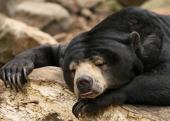 非法的濒危动物交易中包括马来熊。