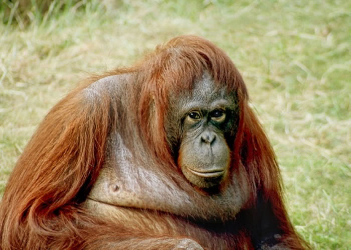 活生生的红毛猩猩被不法分子出售。