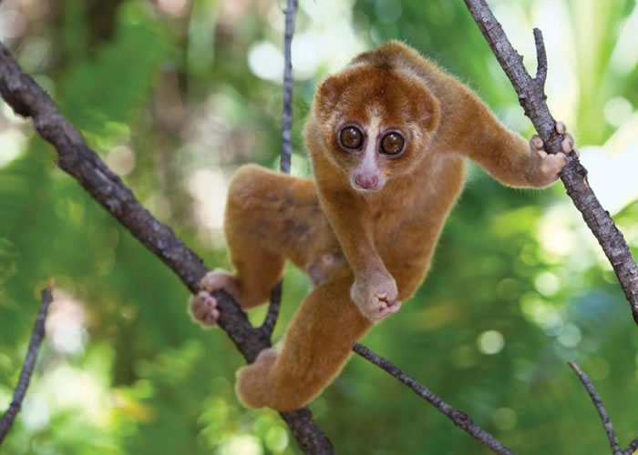 懒猴目前在马来西亚很受欢迎。