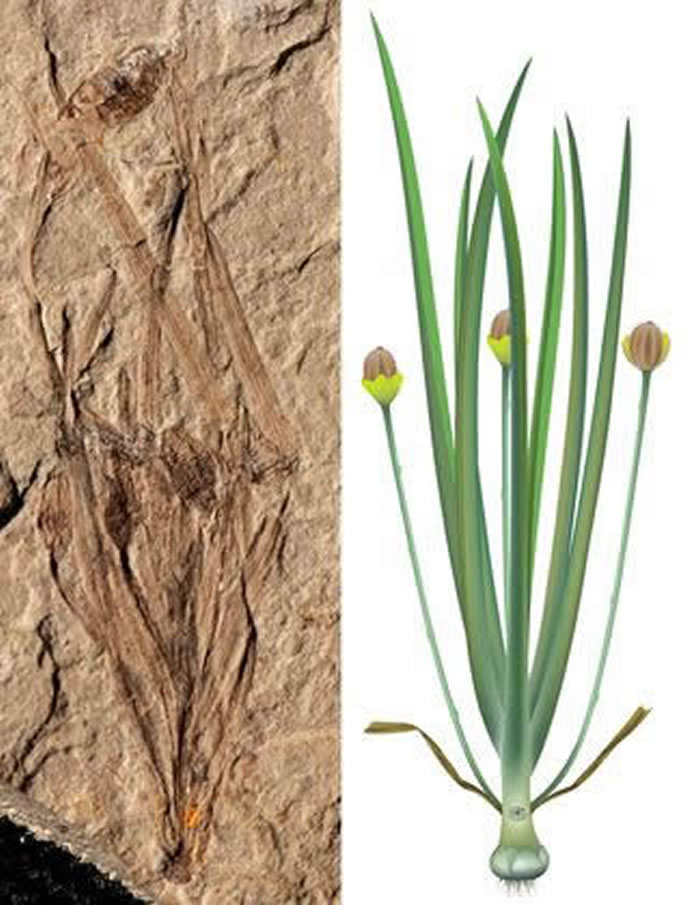 渤海大学古生物中心发现全球最早的草本被子植物——1.64亿年前的渤大侏罗草