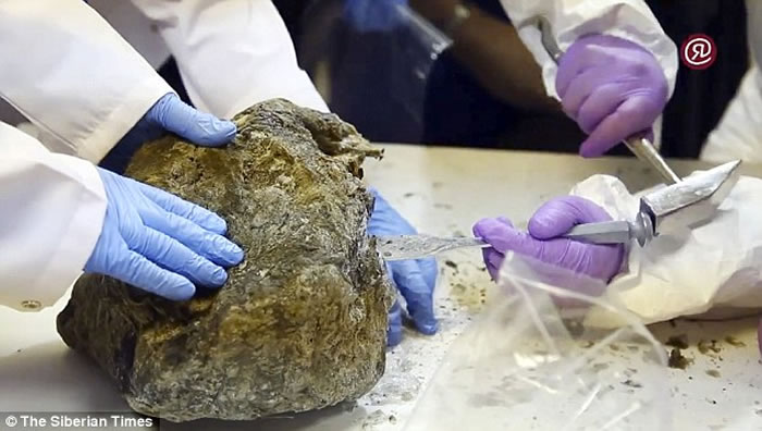 研究人员会抽取穴狮遗体的DNA,借此把它复制出来。