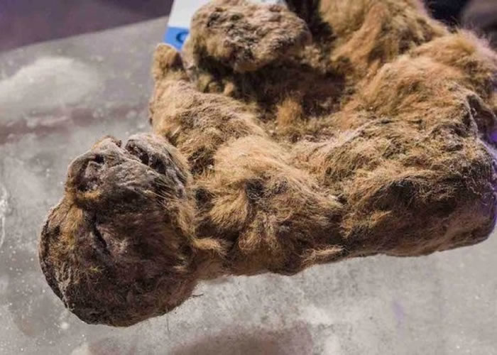 在俄罗斯发现的幼儿穴狮,目前世上保存得最好的穴狮遗体。