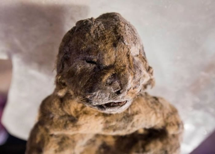 穴狮遗体,连毛发、耳朵以及软组织等仍然保存得很好。