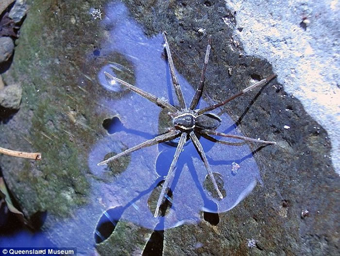 ޶ˮзƷ֩롰Dolomedes briangreenei Ǳˮ
