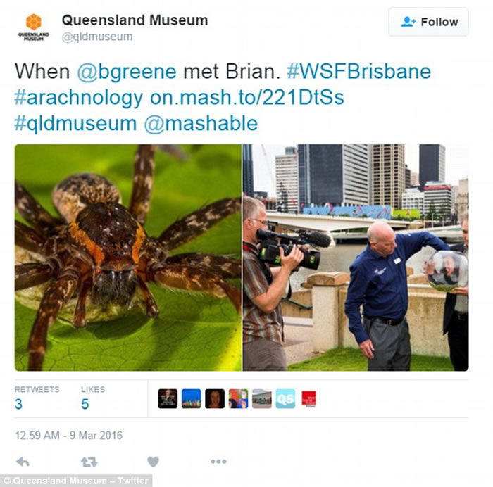 ޶ˮзƷ֩롰Dolomedes briangreenei Ǳˮ