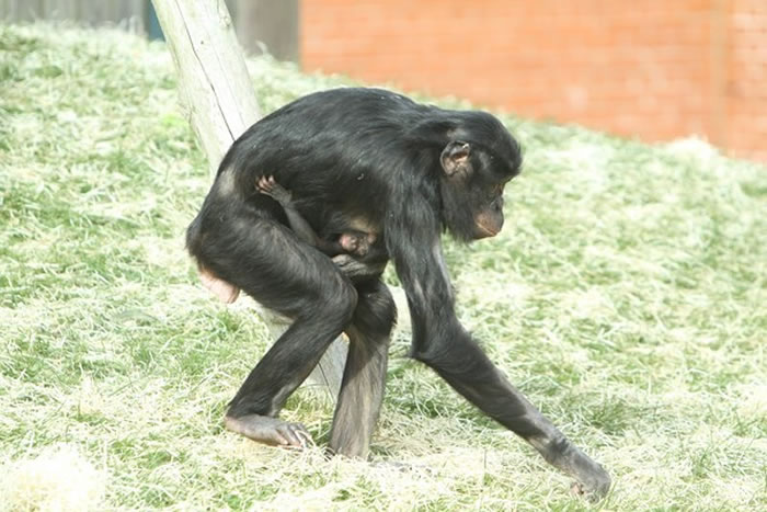 Ӣ�������˿���Twycross����԰����һֻ��Σ��������