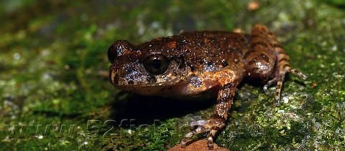 �����ڳ巢�����ܶ������֡��ڳ���ͻ󸡱