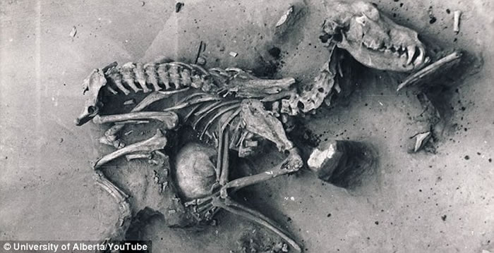 俄罗斯西伯利亚贝加尔湖古墓发现8000年前人狗合葬