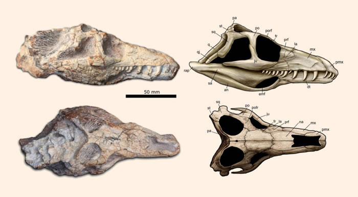 2.5ǰжTeyujagua paradoxaͷǻʯ ʷȱʧһ