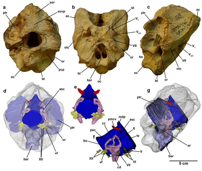 ���ȱ��˹̹���ֵ���ľ������ʯ��ʾ��������ν�����Ϊͳ�ε��������