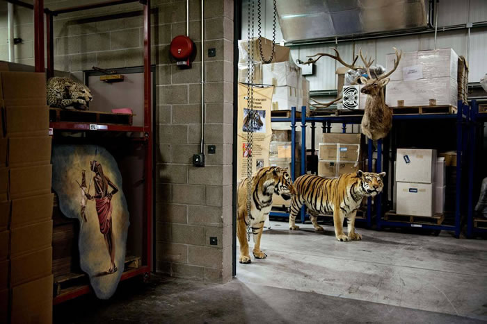 这座仓库保存超过100万个被美国鱼类暨野生动物署没收的非法野生动物品项。 PHOTOGRAPH BY KATE BROOKS, REDUX