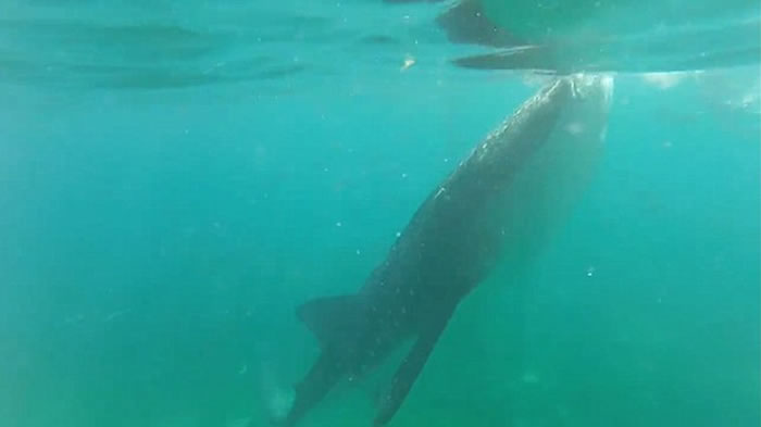 Ӣ��Ů���ڷ��ɱ�����Ǳˮ��������ҧ�������� ���ѷ���Ц