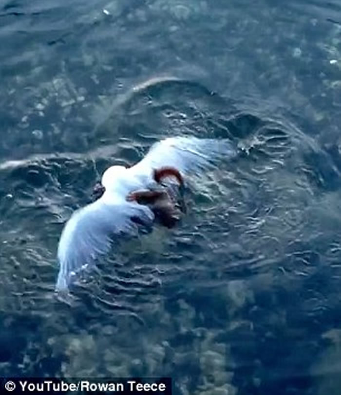 澳大利亚一只海鸥在等待人类喂食时被章鱼拖拽下水毙命