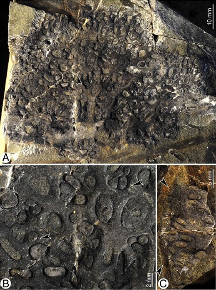 新疆北部中泥盆世地层中石松类球茎状根印痕化石,整体以及局部放大