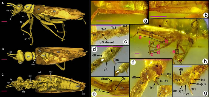 奇翅目†Alienoptera Bai, Beutel, Klass, Wipfler et Zhang ord. nov.; †Ali