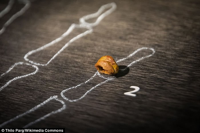 俄罗斯山洞发现的丹尼索瓦人手指骨。科学家用从这些化石中提取DNA发现美拉尼西亚人体内还含有从丹尼索瓦人传下来的基因成分。